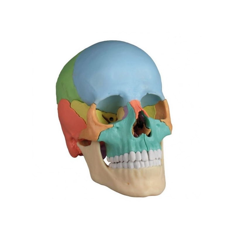 Erler-Zimmer czaszka osteopatyczna, 22 części 4708