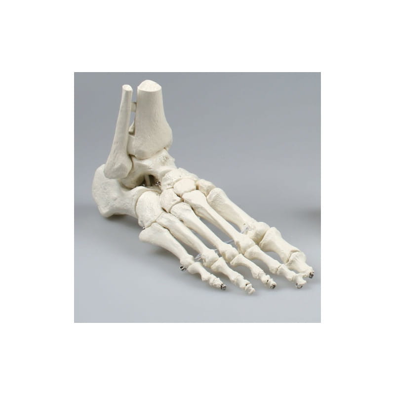 Model anatomiczny stopy z fragmentami kości podudzia nieelastyczny 6053 Erler-Zimmer