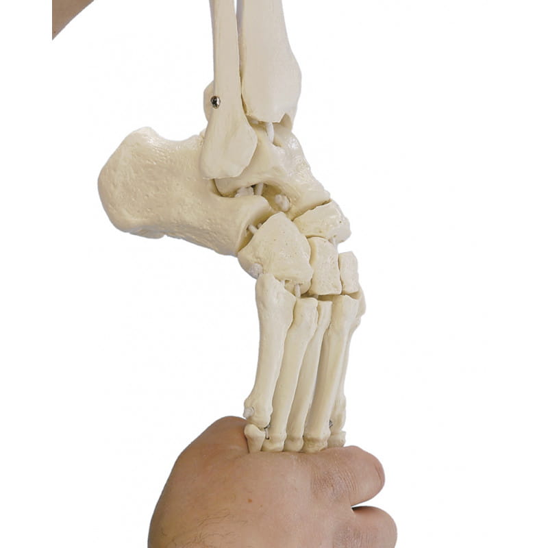Erler-Zimmer model elastycznej stopy z fragmentami kości podudzia 6056