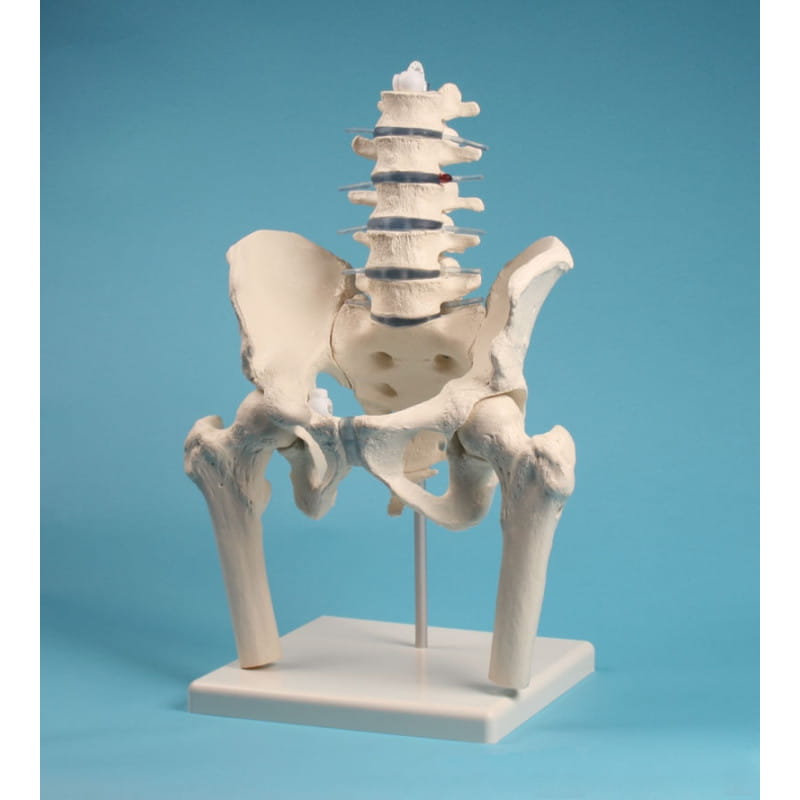 Model lędźwiowego odcinka kręgosłupa z miednicą i fragmentami kości udowych 4045