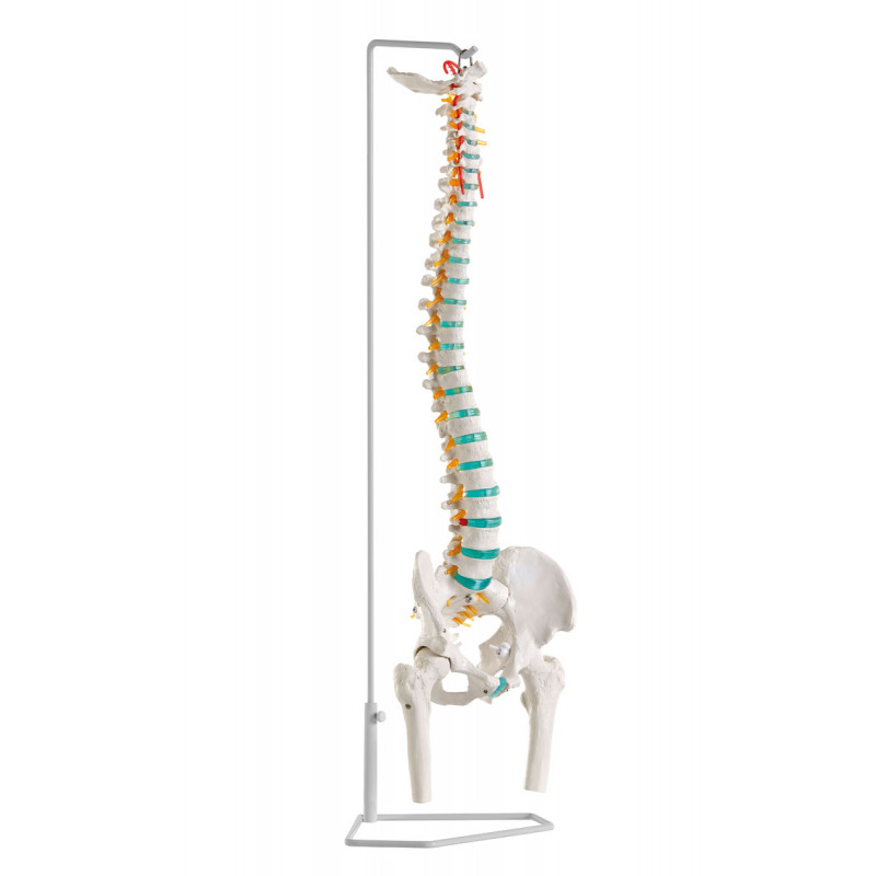 Erler-Zimmer model kręgosłupa z kośćmi udowymi i dyskopatią L3/L4, elastyczny A251