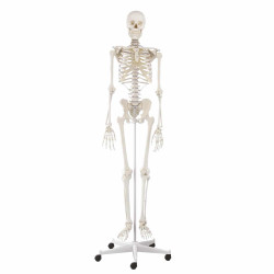 Model anatomiczny szkielet...