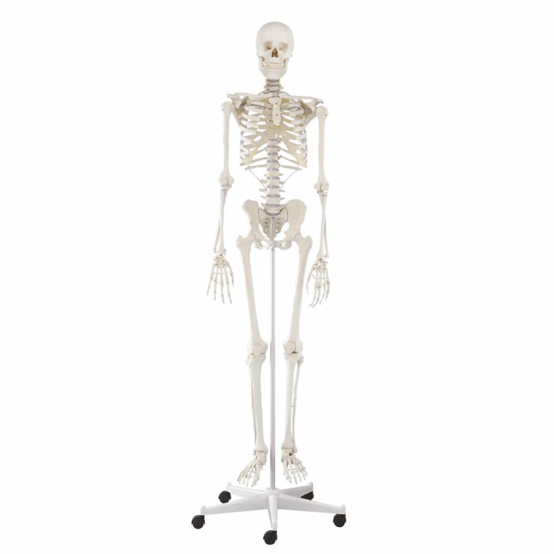 Erler-Zimmer dydaktyczny szkielet człowieka z ruchomym (elastycznym) kręgosłupem „Hugo” 3014