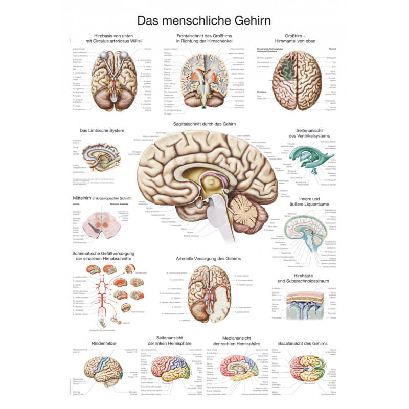 Erler-Zimmer plansza dydaktyczna „Ludzki mózg”