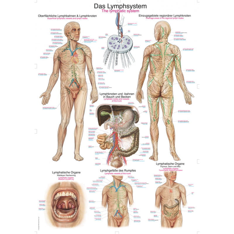 Erler-Zimmer plansza dydaktyczna „System limfatyczny”