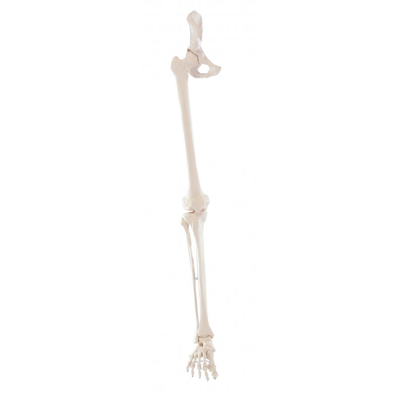 Erler-Zimmer szkielet nogi z połową miednicy i elastyczną stopą 6069