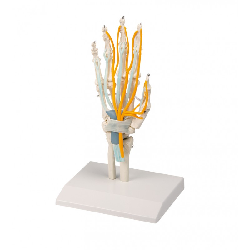 Erler-Zimmer model anatomiczny dłoni, ze ścięgnami, nerwami i kanałem nadgarstka 6011
