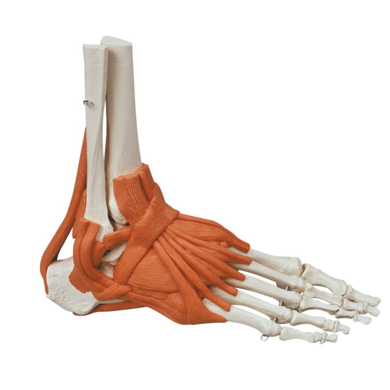 Erler-Zimmer model szkieletu stopy z więzadłami 6058