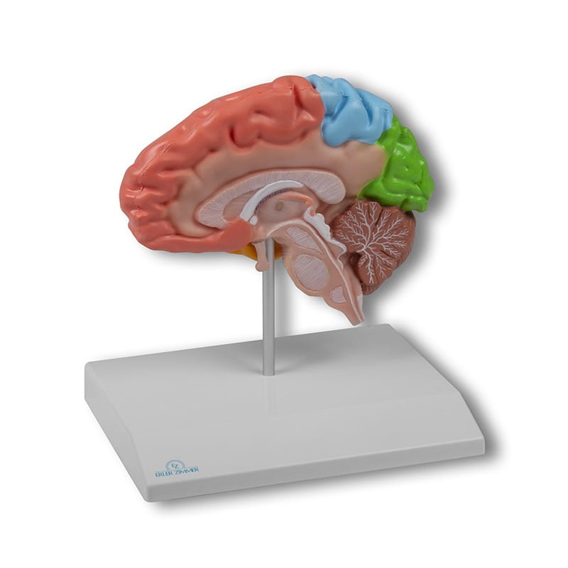 Erler-Zimmer model przekroju mózgu C921