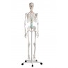 Szkielet człowieka „Oscar” 2960 Erler Zimmer model anatomiczny