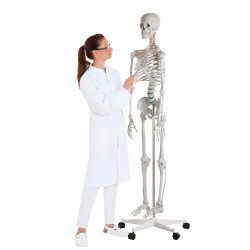 Szkielet człowieka „Oscar” 2960 Erler Zimmer model anatomiczny