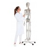 Szkielet człowieka „Oscar” 2960 Erler Zimmer model anatomiczny