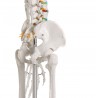 Szkielet człowieka „Oscar” 2960 Erler Zimmer model anatomiczny