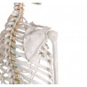 Szkielet człowieka „Oscar” 2960 Erler Zimmer model anatomiczny