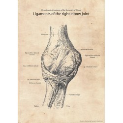 Plakat anatomiczny...