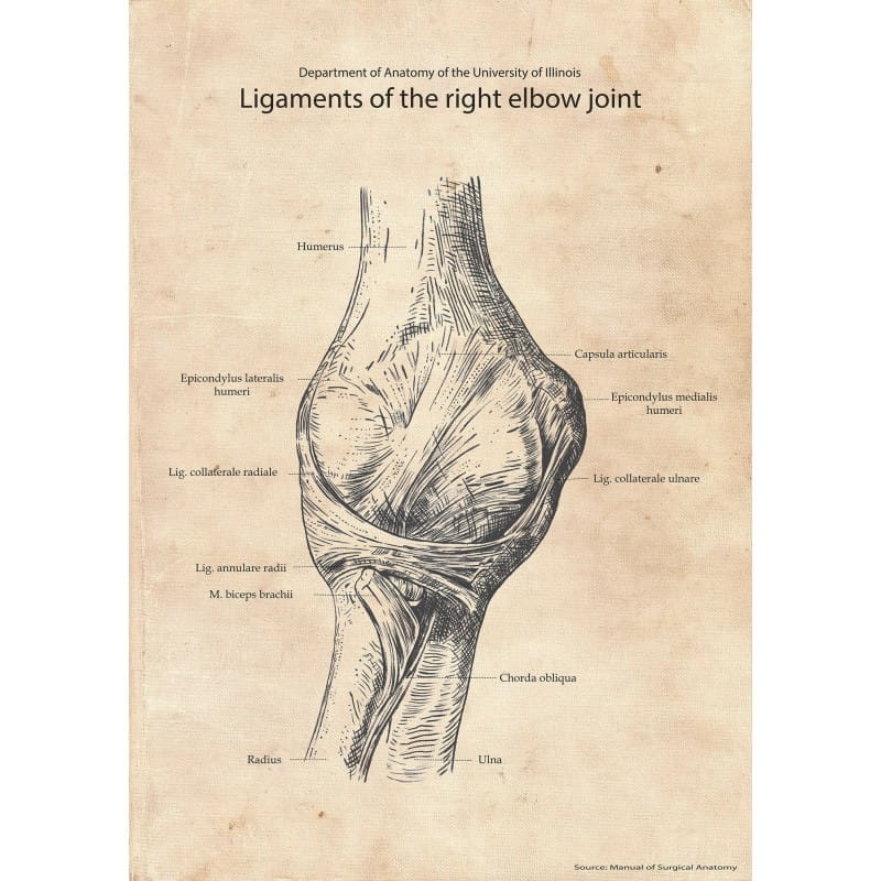 Plakat anatomiczny „Więzadło stawu łokciowego”