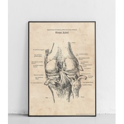 Plakat anatomiczny „Staw...