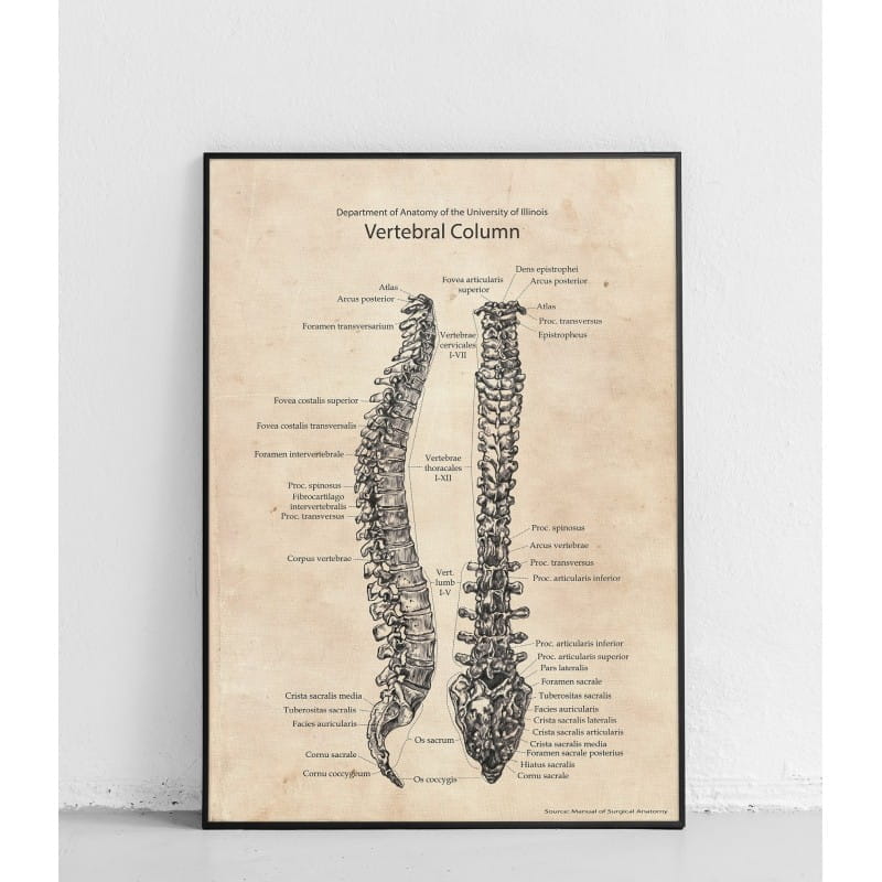 Plakat anatomiczny „Kręgosłup”