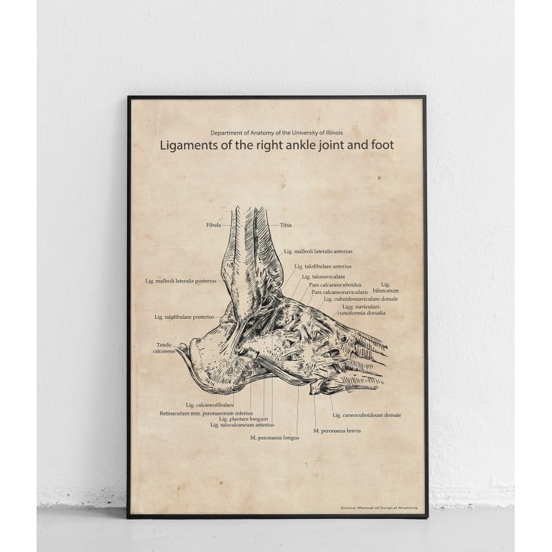 Plakat anatomiczny „Więzadła prawego stawu skokowego i stopy”
