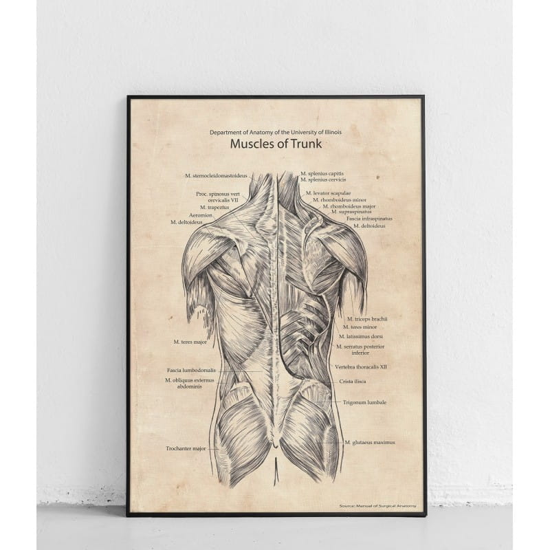 Plakat anatomiczny Mięśnie tułowia tylna struktura Rozmiar 50cm x 70