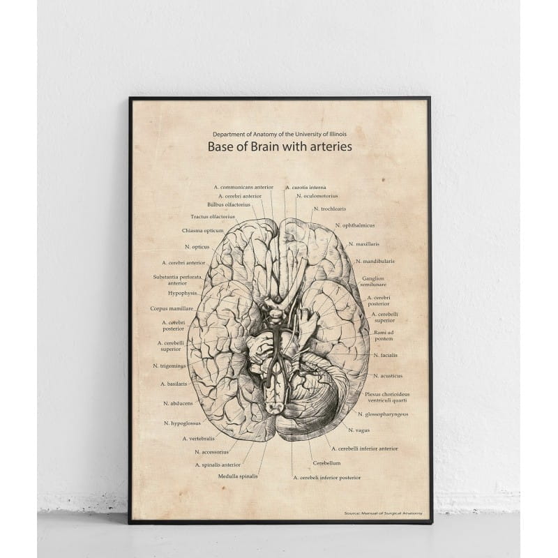 Plakat anatomiczny „ Podstawa mózgu z tętnicami”