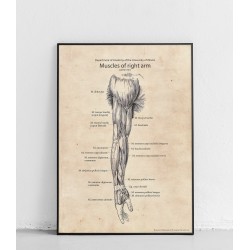 Plakat anatomiczny „Mięśnie...