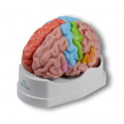 Erler-Zimmer model mózgu...