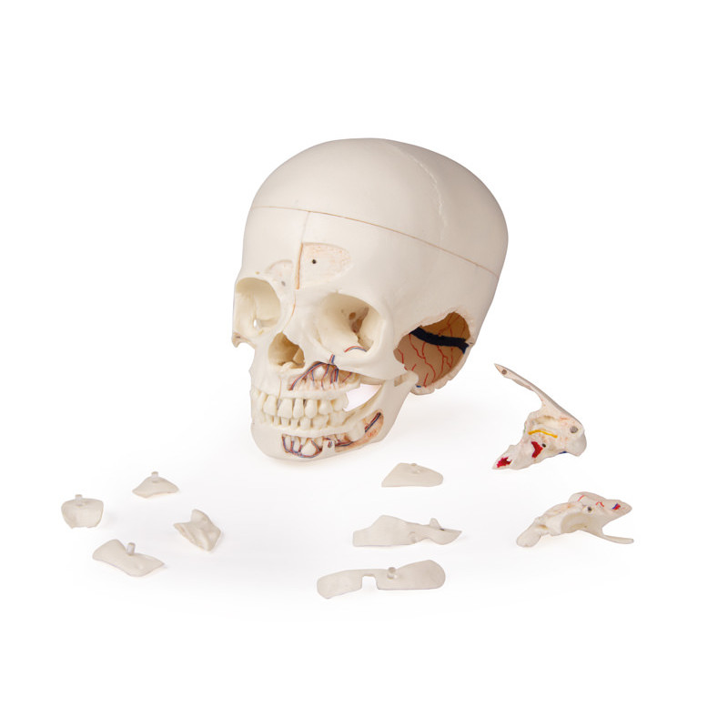 Erler-Zimmer luksusowy model czaszki dziecka, 14 części do zaawansowanej nauki 4810
