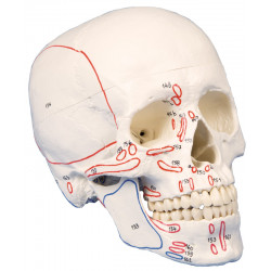 Erler-Zimmer model czaszki...