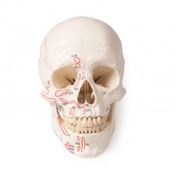 Czaszka anatomiczna model 3-częściowy Erler Zimmer 4509