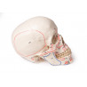 Czaszka anatomiczna model 3-częściowy Erler Zimmer 4509