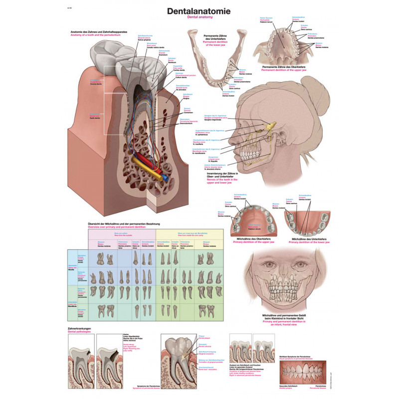 Erler Zimmer plansza dydaktyczna „Anatomia stomatologiczna”