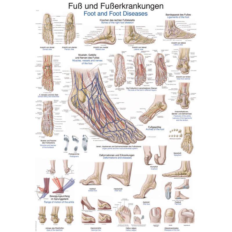 Erler Zimmer plansza dydaktyczna „Stopa i choroby stopy”