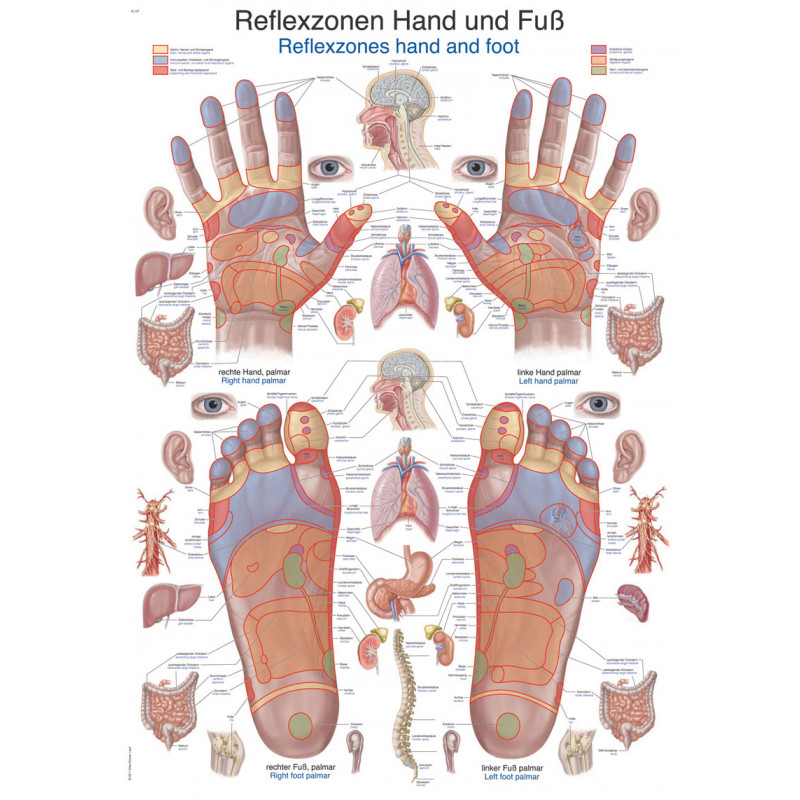 Erler Zimmer plansza dydaktyczna „Strefy refleksyjne dłoni i stóp”