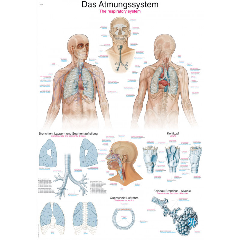 Erler Zimmer plansza dydaktyczna „Układ oddechowy”