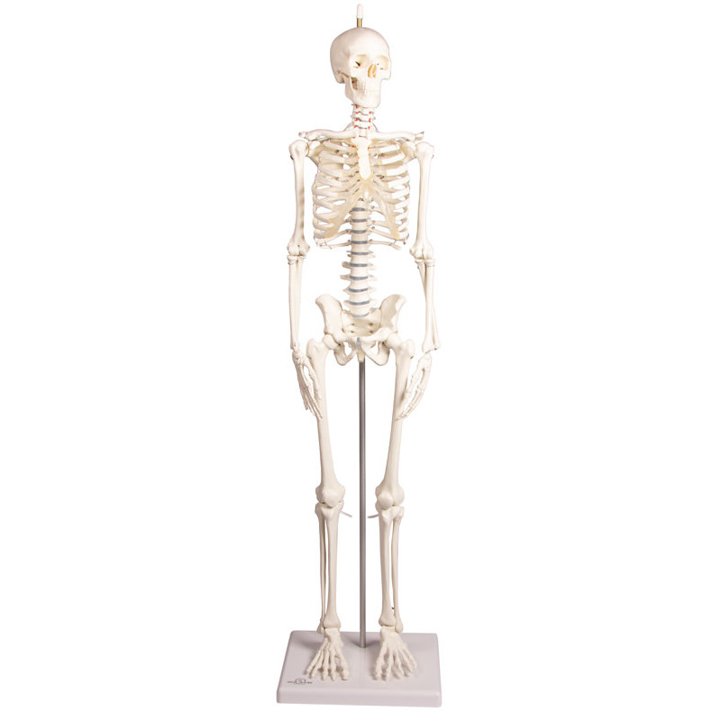Erler Zimmer model anatomiczny - miniaturowy szkielet „Paul” z elastycznym kręgosłupem  3040