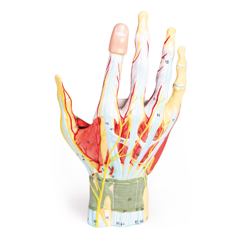 Erler Zimmer model anatomii dłoni - 7 części M161