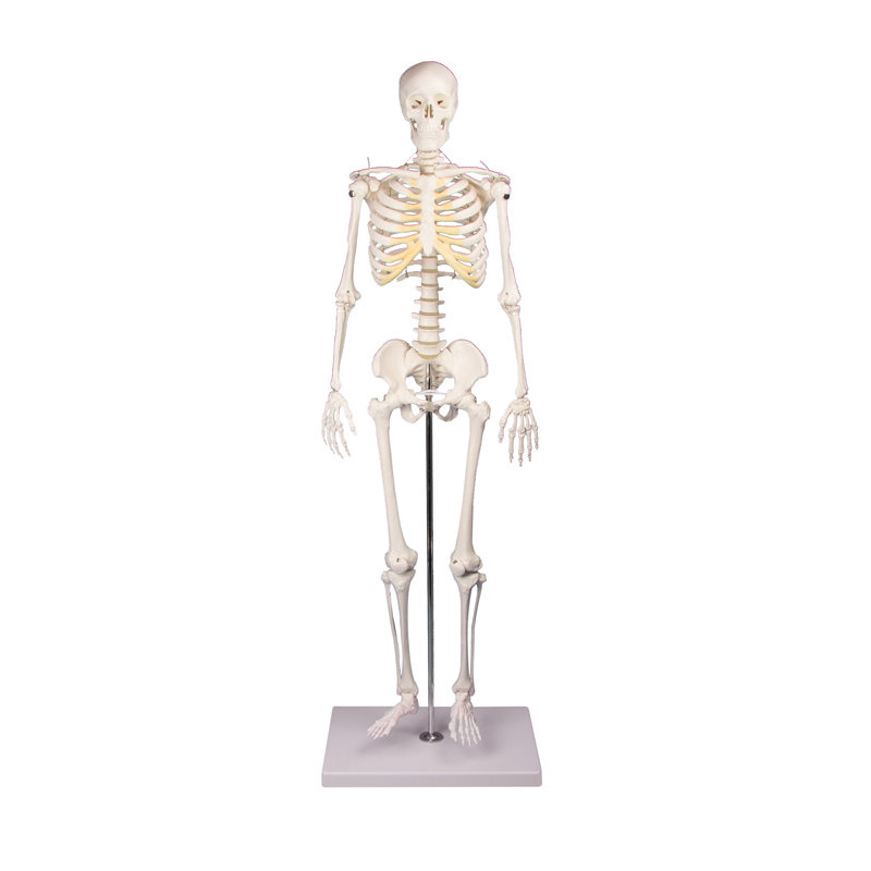 Erler Zimmer model anatomiczny - miniaturowy szkielet „Tom” 3032