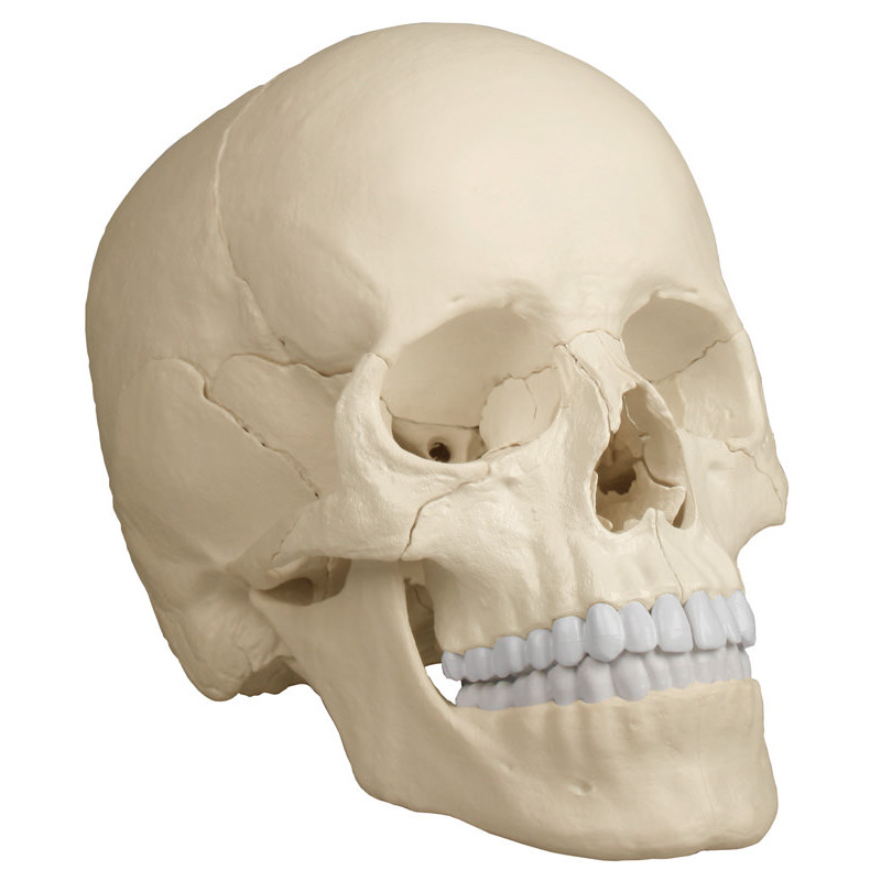 Erler Zimmer osteopatyczny model czaszki - wersja anatomiczna - 22 części 4701