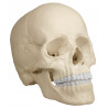 Czaszka osteopatyczna wersja anatomiczna 4701 Erler Zimmer