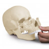 Czaszka osteopatyczna wersja anatomiczna 4701 Erler Zimmer