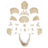 Czaszka osteopatyczna wersja anatomiczna 4701 Erler Zimmer