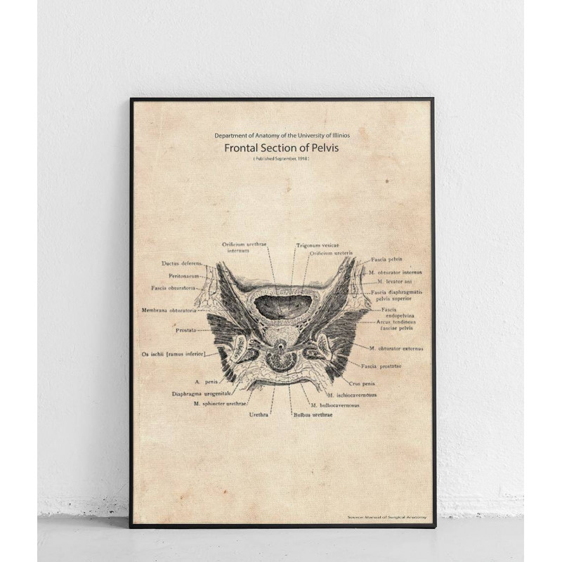 Plakat anatomiczny „Przednia część miednicy”