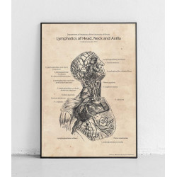 Plakat anatomiczny „Węzły...