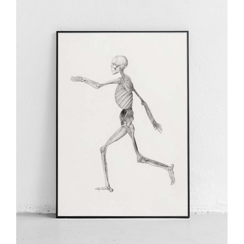 Plakat anatomiczny „Szkielet widok boczny”