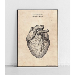 Plakat anatomiczny „Serce”