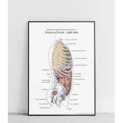 Plakat anatomiczny...