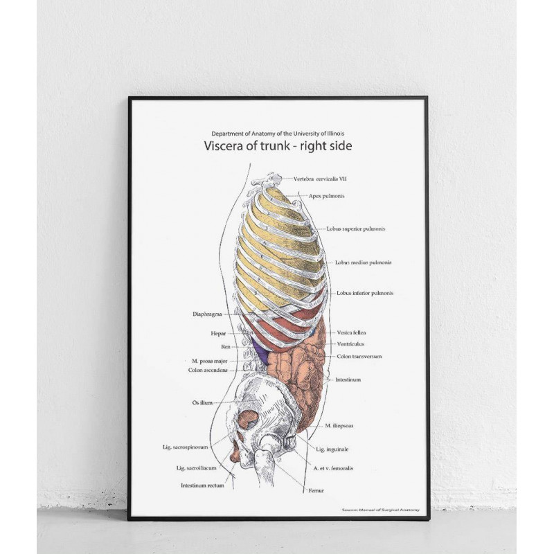Plakat anatomiczny „Wnętrzności tułowia - prawa strona II”