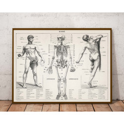 Plakat anatomiczny „Ciało...