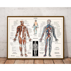 Plakat anatomiczny „Układ...
